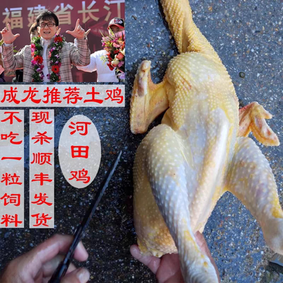 福建长汀河田鸡土鸡农家散养老小母鸡童子鸡公鸡小鸡阉鸡走地鸡