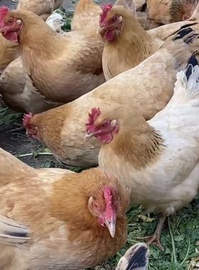 半斤左右河田鸡长汀福建半斤一斤二斤幼苗小鸡苗脱温鸡小鸡仔宠物