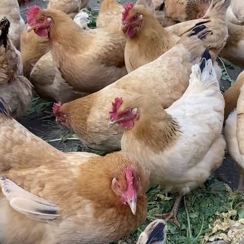 半斤左右河田鸡长汀福建半斤一斤二斤幼苗小鸡苗脱温鸡小鸡仔宠物