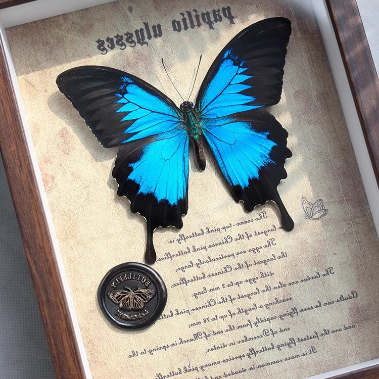 天堂凤蝶罕见昆虫动物真蝴蝶标本