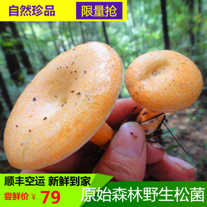 达州野生新鲜枞菌重阳菌松菌野磨菇松乳菇枞树菌三九菇谷熟菌顺丰 水产肉类/新鲜蔬果/熟食 新鲜松茸/菌菇 原图主图