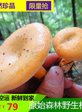 达州野生新鲜枞菌重阳菌松菌野磨菇松乳菇枞树菌三九菇谷熟菌顺丰