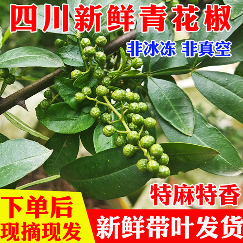 带叶发货现摘现发四川青花椒