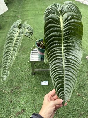 火鹤王花烛巨大叶热植室内观叶绿植好养耐热网红植物一物一拍