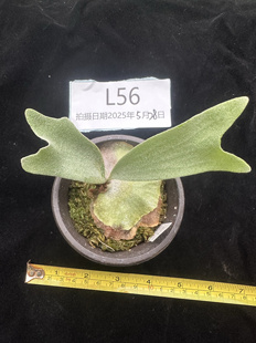 鹿角蕨侏儒玉女细菌OMG月光白妖爪白天鹅野银nook白二岐一物一拍