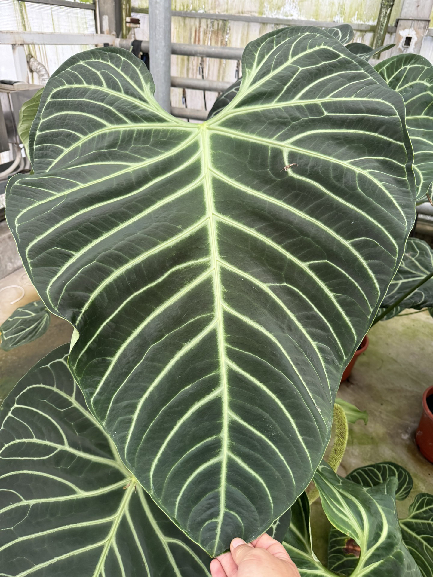 纯种帝王花烛籽播苗脑纹花烛大叶植物热植观叶植物一物一拍