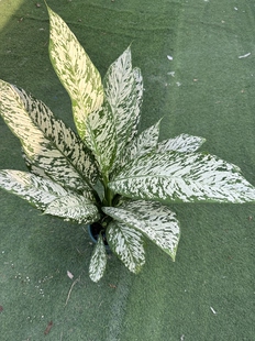 暴风雪万年青锦化花叶热植大叶观叶绿植网红室内植物一物一拍好养