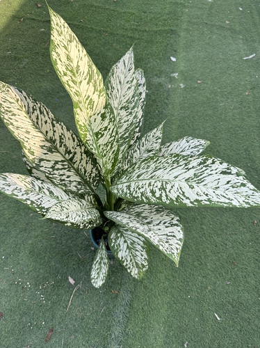 暴风雪万年青锦化花叶热植大叶观叶绿植网红室内植物一物一拍好养