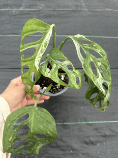 ME巨洞龟背竹网红绿植大叶热植室内观叶植物耐荫天南星科一物一拍