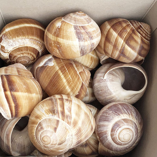 蜗牛壳田螺壳法式法国进口snail