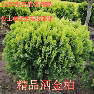 洒金柏树苗带土球常绿柏树侧柏蜀柏树苗公园绿化盆栽花卉庭院地栽