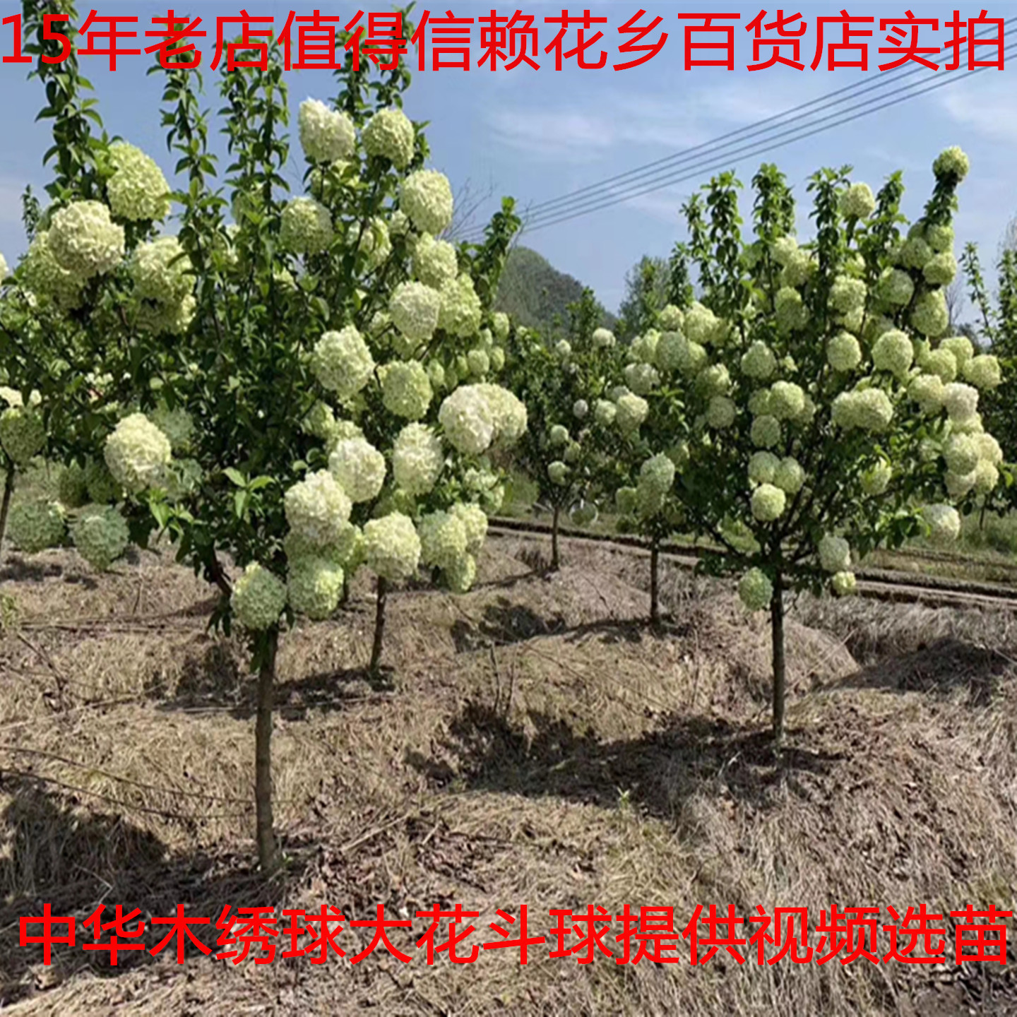 中华木绣球树苗大花斗球苗木本绣球花苗庭院地栽盆栽别墅风景树苗