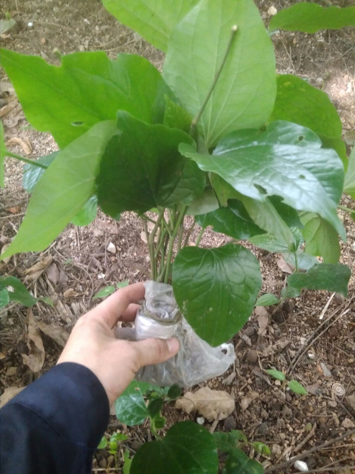 假蒌苗蛤篓苗庭院阳台盆栽食用蔬菜香菜食材野生保健菜10棵包邮-封面