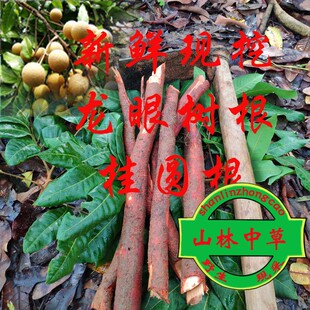 新鲜现挖 龙眼树根 桂圆根500克包邮 龙眼根 整段发货