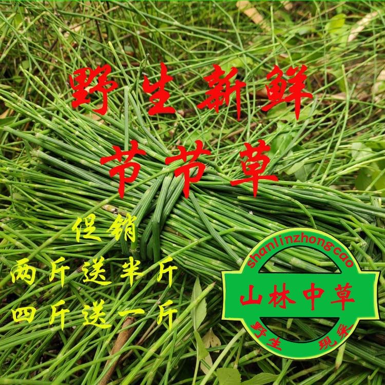 新鲜节节草 新鲜现采摘500g节骨草锁眉草木贼带根笔头草 包邮