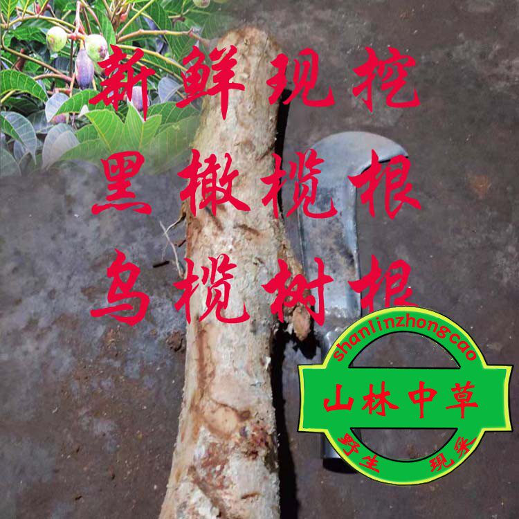 现挖 新鲜黑橄榄根 乌榄树根 包邮 黑橄榄树根 新鲜乌榄根