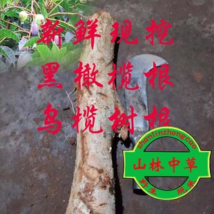 现挖 新鲜黑橄榄根 乌榄树根 包邮 黑橄榄树根 新鲜乌榄根