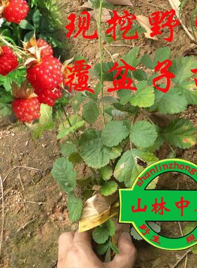 现挖覆盆子苗 复盆子苗 阳台盆栽观赏 覆盆莓苗 野莓苗包邮