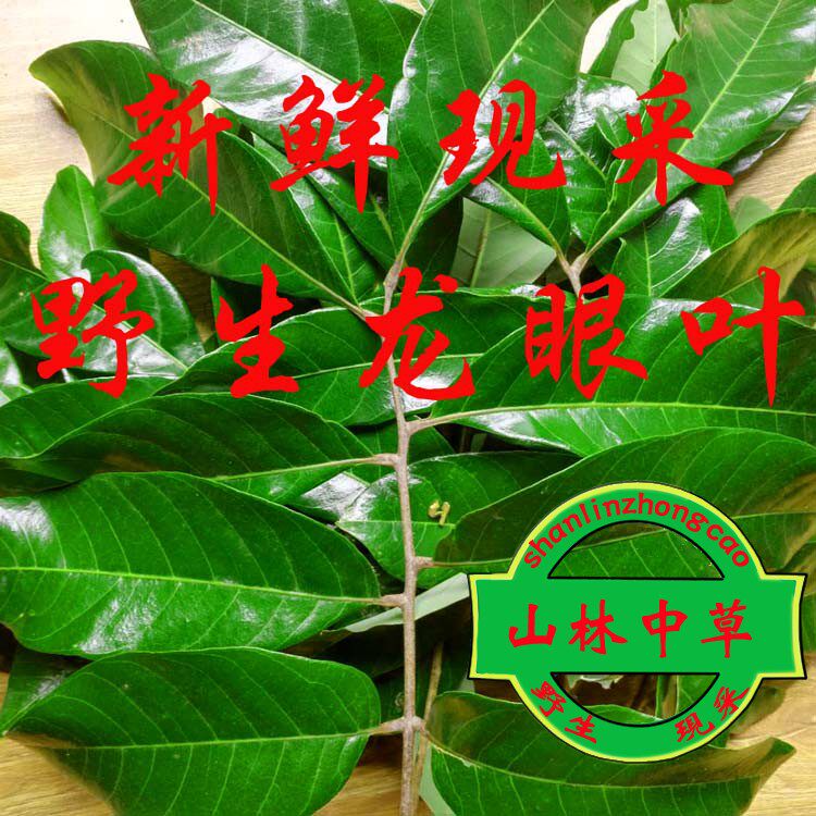 新鲜龙眼叶养龟仿原生态养龟环境装饰躲避物调节酸碱度500克包邮图片