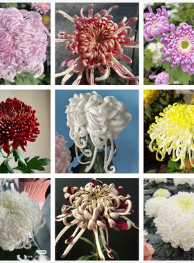 大菊花苗独本菊花苗国菊瑞云殿鹅毛粉黛国华丹青溢彩狮子头菊包邮