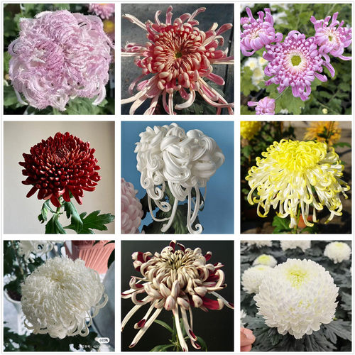 传统国菊苗大花菊苗独本菊