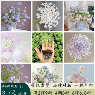 翠珠花苗蕾丝花苗 蓝色粉色时令花草 鲜切花可盆栽趣味花卉包邮