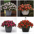 包邮 重瓣凤仙花苗水梅花多季 开花花卉指甲花超长花期阳台盆栽植物