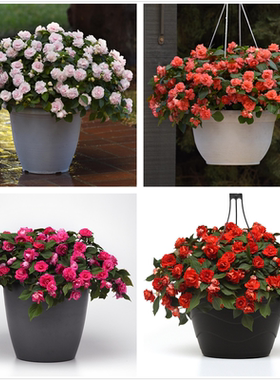 重瓣凤仙花苗水梅花多季开花花卉指甲花超长花期阳台盆栽植物包邮