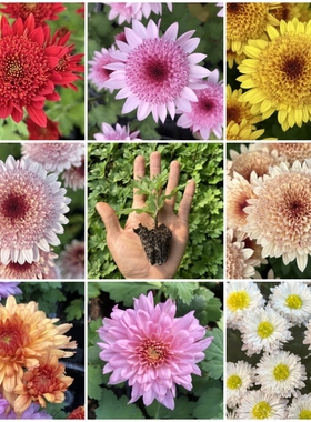 泡泡菊花苗草莓心菊花洒菊盆栽矮生型菊花多年生宿根阳台花卉包邮