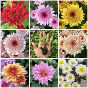 泡泡菊花苗草莓心菊花洒菊盆栽矮生型菊花多年生宿根阳台花卉包邮