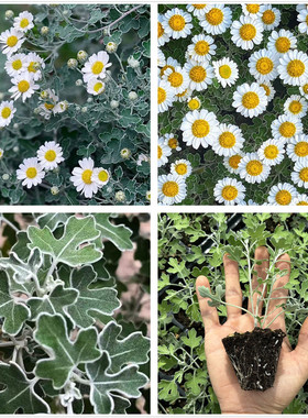 足摺野路菊苗 银色光辉日本盆景菊高山雅菊新老松多年生宿根花卉