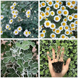 足摺野路菊苗 垂吊盆景菊耐寒多年生宿根花园植物包邮