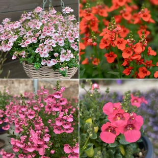 包邮 双距花小苗 苹果花木瓜橙玫瑰珊瑚多年生耐寒草本花园植物