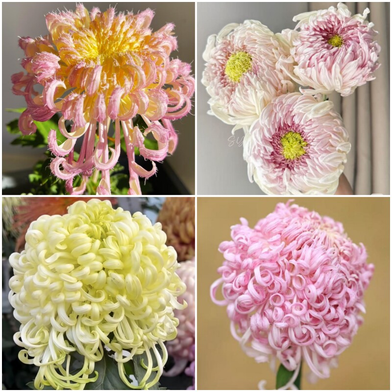 大花菊花苗传统国菊独本菊国华系列儒子献鼎橙黄鹅毛媚姿鸾影包邮