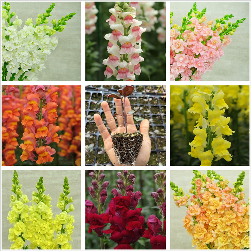 重瓣金鱼草花苗 波托马克 乙女星高杆切花 春季开花植物盆栽包邮