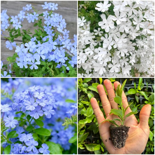 蓝雪花穴盘苗冰雪花白雪花苗