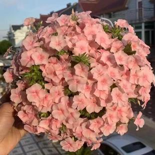 福禄考花苗爱诗鲑鱼星状福禄考好养活室内室外阳台花卉盆栽 包邮