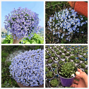北美耳草小苗 蓝花耳草白花迷你山野草耐寒植物四季盆栽花卉包邮