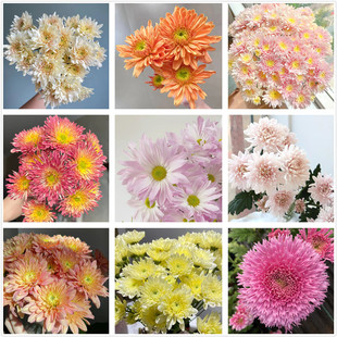 大花切花菊摇篮曲皇后香草沙拉菊卡巴林三文鱼大菊花苗多年生 包邮