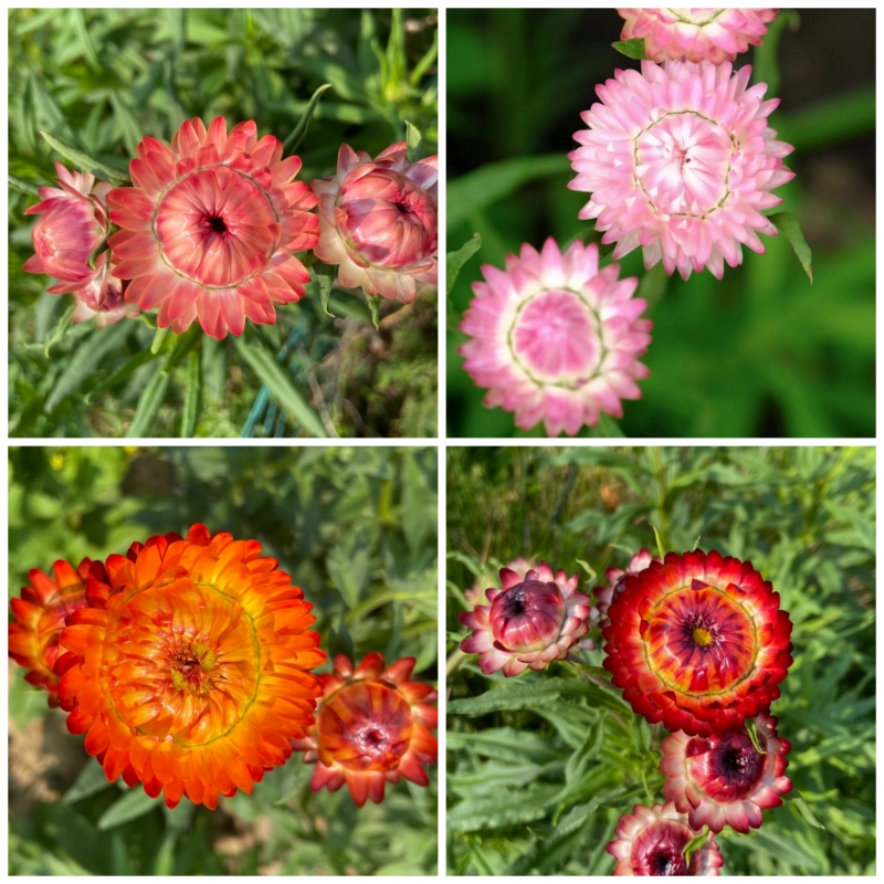 麦秆菊小苗蜡菊苗切花品种