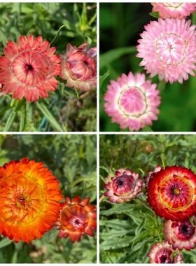 麦秆菊小苗 蜡菊苗切花品种 可做干花阳台庭院花园植物包邮