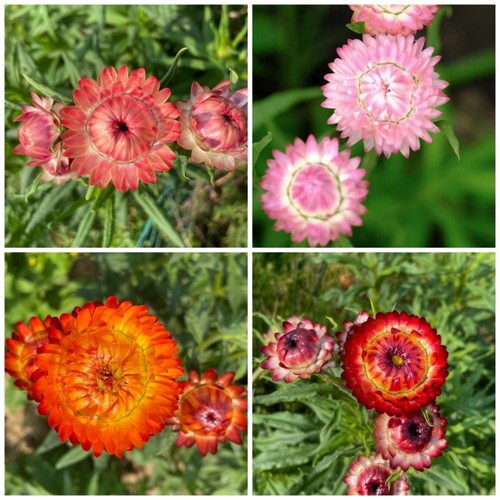 麦秆菊小苗蜡菊苗切花品种