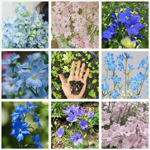 小花飞燕草花苗耐寒草本庭院阳台盆栽花卉穴盘苗西安长青园艺包邮