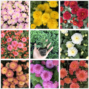 包邮 新品 千头菊花苗盆栽植物易爆盆 猫眼球菊苗糖果甜心 花园球菊