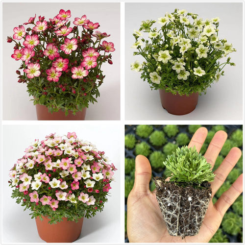 进口新品虎耳草易爆盆多年生