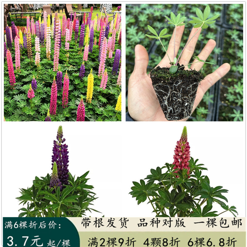 羽扇豆苗鲁冰花苗穴盘苗