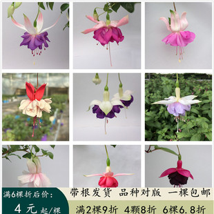 包邮 重瓣倒挂金钟花苗灯笼花苗吊钟海棠苗 阳台可垂吊盆栽植物