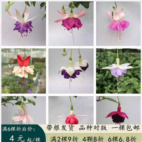 重瓣倒挂金钟灯笼花苗