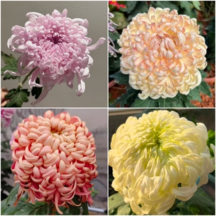 大花菊花苗独本菊苗想象霁雪文笔夕照一茎独秀多年生宿根植物包邮