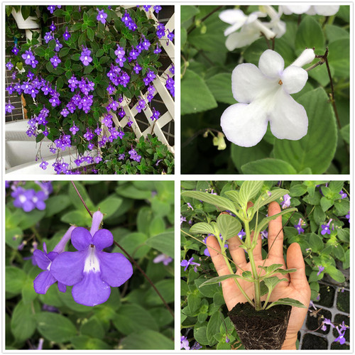 海豚花苗室内耐阴耐热